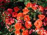 Carrot Top rose photo