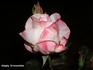 Simply Irresistible rose photo
