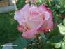 Simply Irresistible rose photo