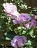 Blue Ribbon rose photo