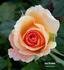 Just Dreamy rose photo