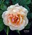 Just Dreamy rose photo