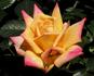 Amber Sunset rose photo