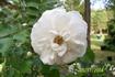 White Magic rose photo