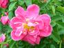 Gites de France rose photo