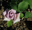 Blauer Engel rose photo