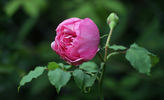 Madame Blondel rose photo