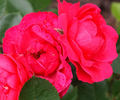 Devich'ji Grezy rose photo