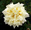 Miss Alice de Rothschild rose photo