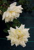 Miss Alice de Rothschild rose photo