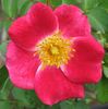 Carefree Spirit rose photo