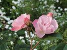 Gravin Michel d'Ursel rose photo