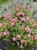 Gay Vista rose photo
