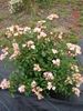 Honeyflow rose photo