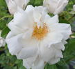 Marguerite Guillard rose photo