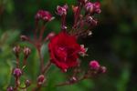 Frantisek Valásek rose photo