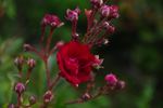 Frantisek Valásek rose photo