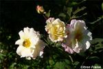 Citron-Fraise rose photo