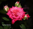 Nurse Donna rose photo