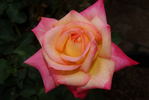 Pink Lemonade rose photo