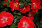Gizmo™ rose photo
