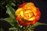 Kismet ™ rose photo
