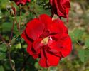 Castella ® rose photo