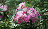 Minirosa rose photo