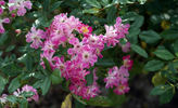 Minirosa rose photo
