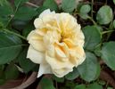 Courvoisier ® rose photo