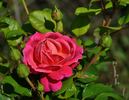 Dan Poncet ® rose photo