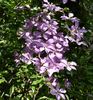 Margaret Hunt clematis photo