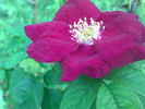 Carmen rose photo