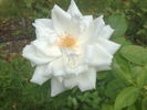 Marguerite Guillard rose photo
