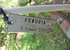 Fedugia rose photo