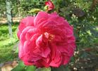 Fedugia rose photo