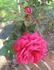 Fedugia rose photo