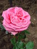 Auguste Renoir ® rose photo