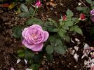 Baltik rose photo