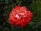 Alte Liebe rose photo
