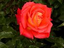 Kontrast rose photo