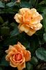 Bernstein rose photo