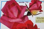 Dolce Vita ® rose photo