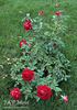 J rose photo