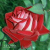 J rose photo