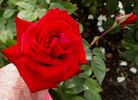 Abraxas rose photo