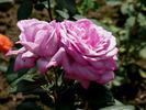 Baltik rose photo