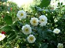 Dentelle de Bruges rose photo