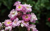 Petite Marcelle rose photo