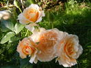 Marjorie Marshall rose photo